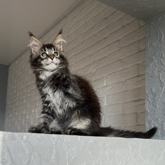 Maine Coon NOV Xena Polydactyl