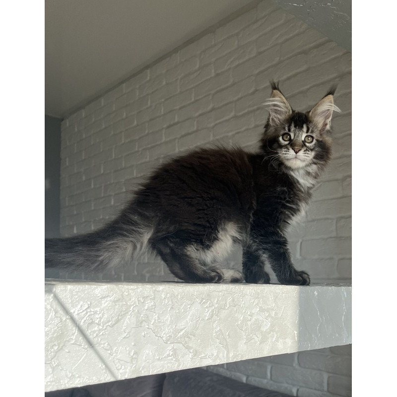 Maine Coon NOV Xena Polydactyl