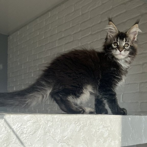 Maine Coon NOV Xena Polydactyl