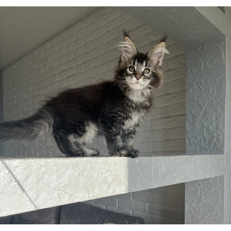 Maine Coon NOV Xena Polydactyl