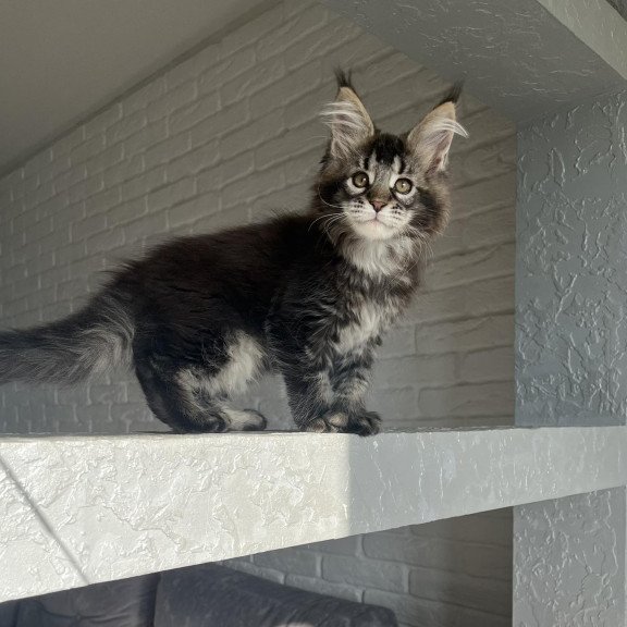 Maine Coon NOV Xena Polydactyl