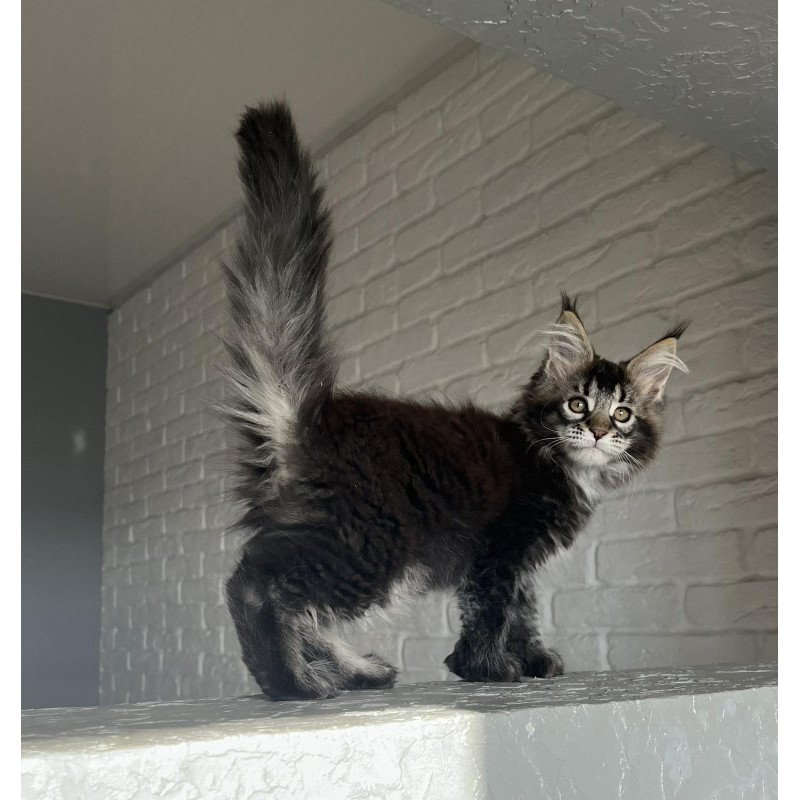 Maine Coon NOV Xena Polydactyl