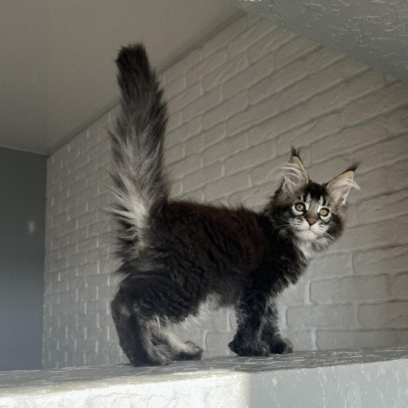 Maine Coon NOV Xena Polydactyl