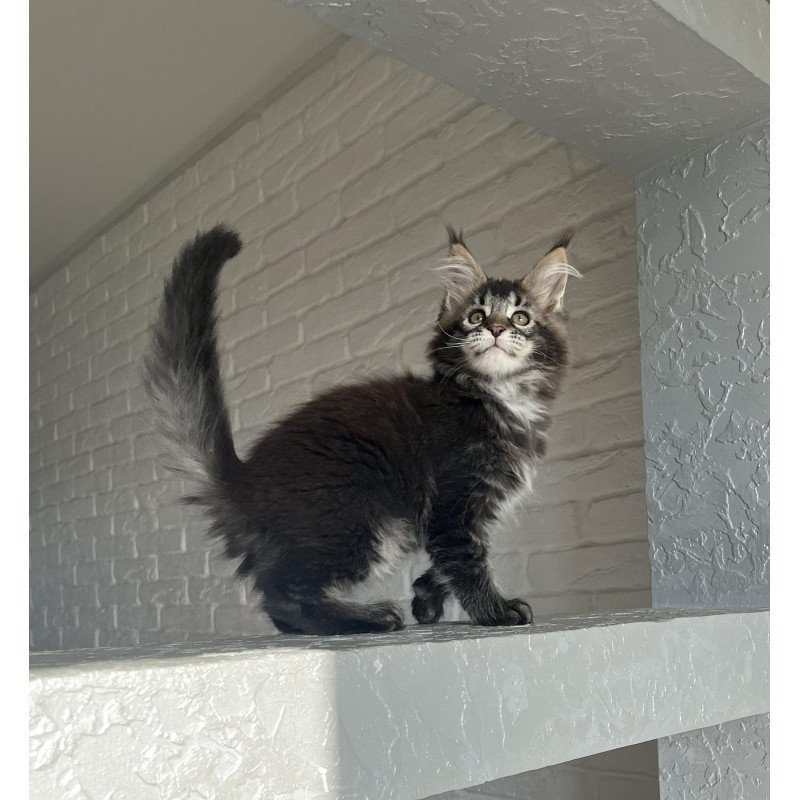 Maine Coon NOV Xena Polydactyl