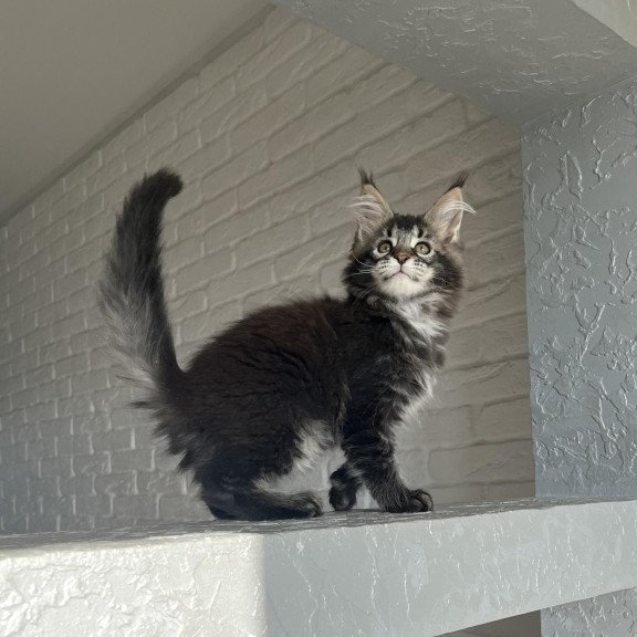 Maine Coon NOV Xena Polydactyl