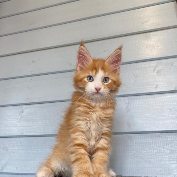 Maine Coon NOV Tutti Frutti