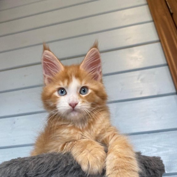 Maine Coon NOV Tutti Frutti