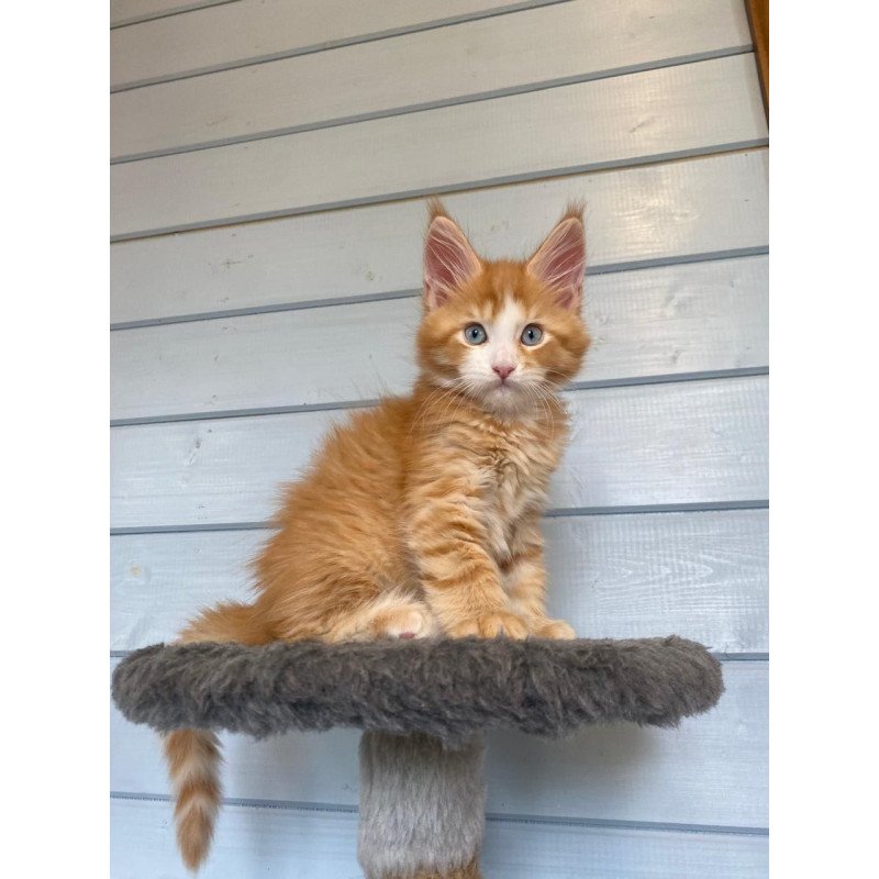 Maine Coon NOV Tutti Frutti