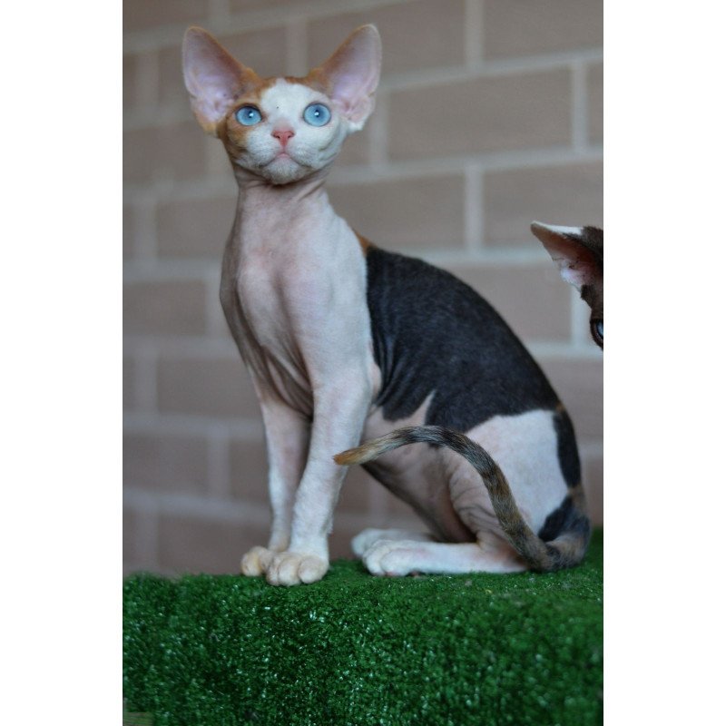 Devon Rex NOV Romashka