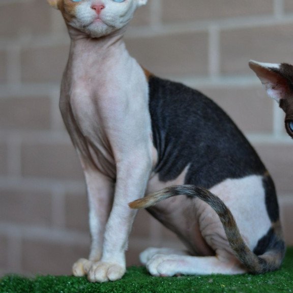 Devon Rex NOV Romashka