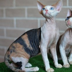 Devon Rex NOV Romashka