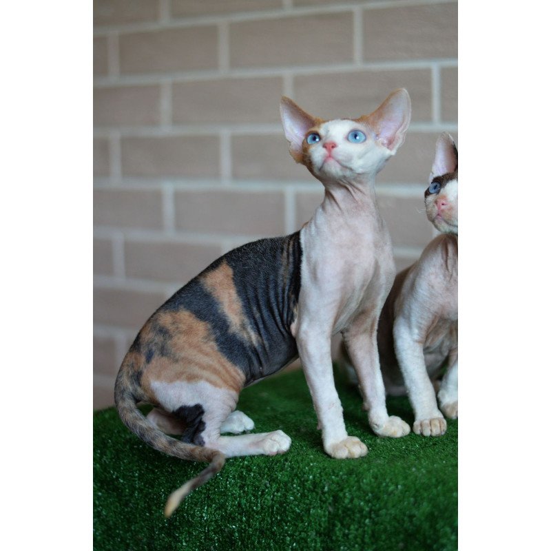 Devon Rex NOV Romashka