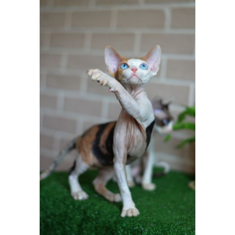 Devon Rex NOV Romashka
