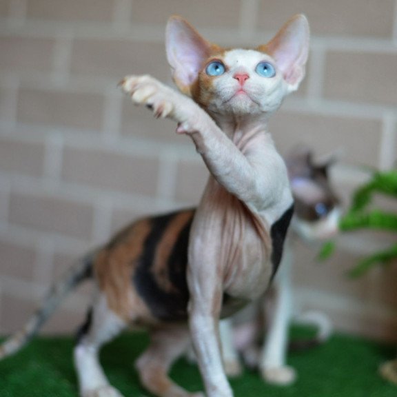 Devon Rex NOV Romashka