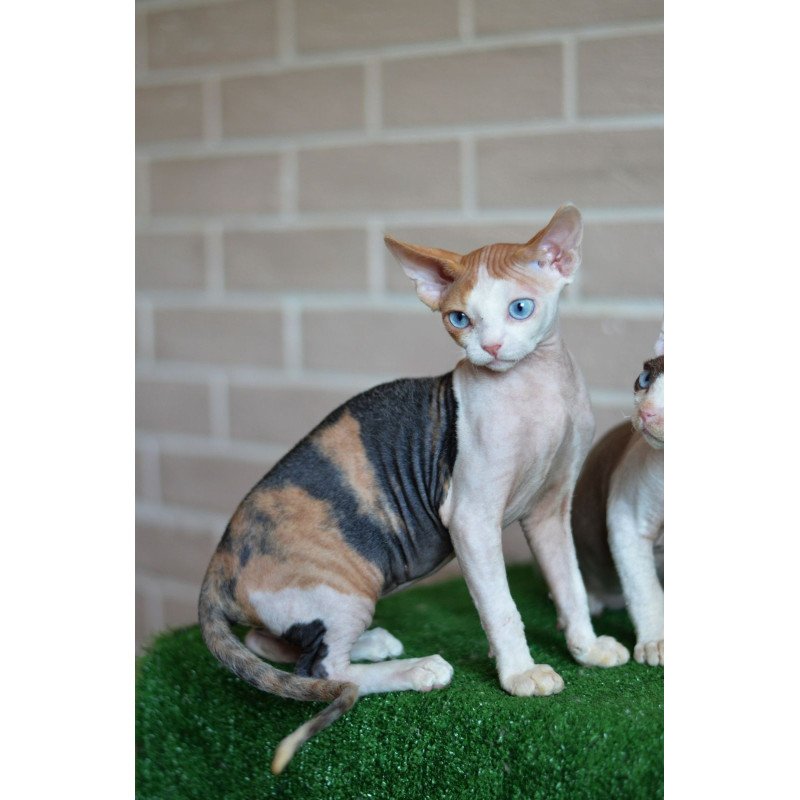 Devon Rex NOV Romashka
