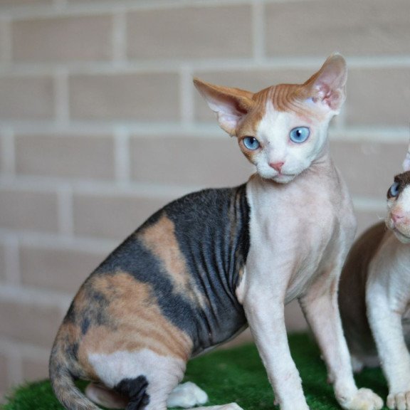 Devon Rex NOV Romashka