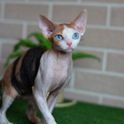 Devon Rex NOV Romashka