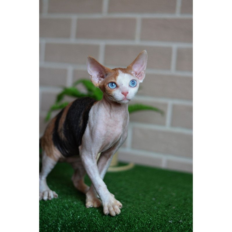 Devon Rex NOV Romashka