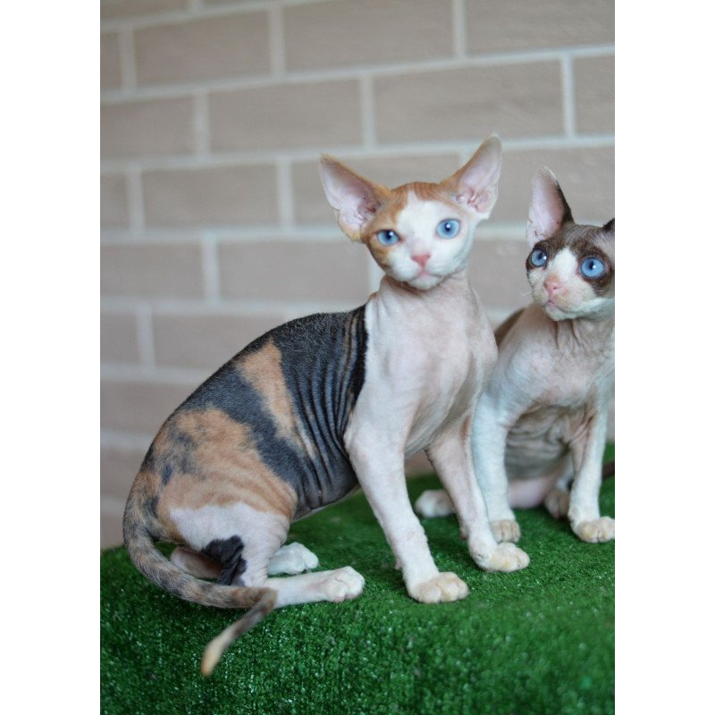 Devon Rex NOV Romashka