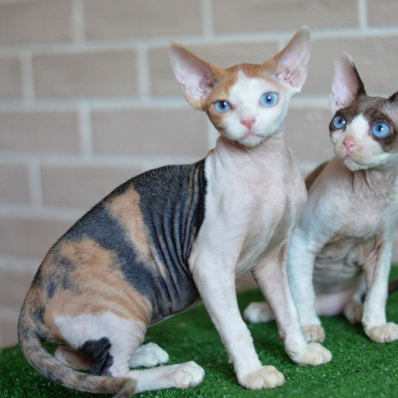 Devon Rex NOV Romashka