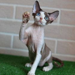 Devon Rex NOV Sofia