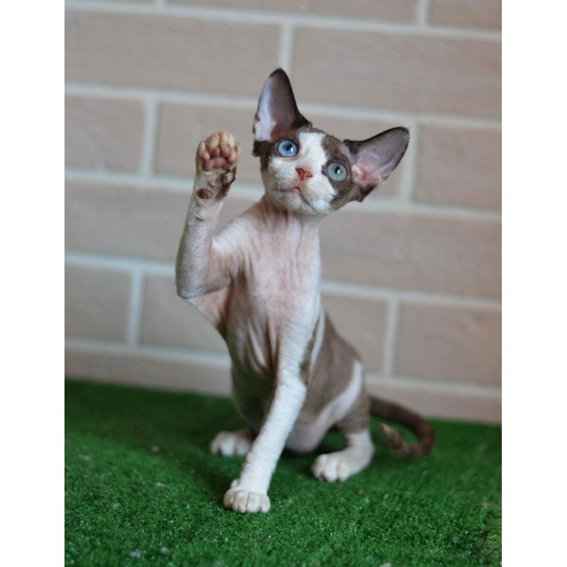 Devon Rex NOV Sofia