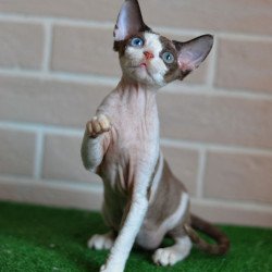 Devon Rex NOV Sofia