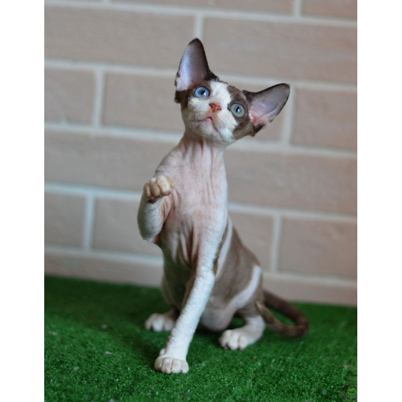 Devon Rex NOV Sofia