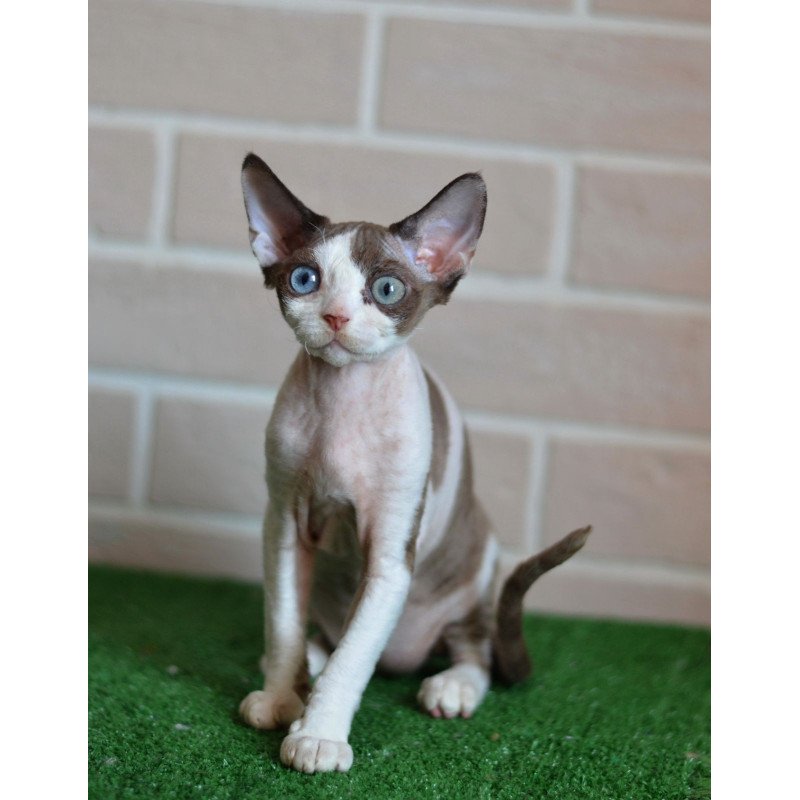 Devon Rex NOV Sofia