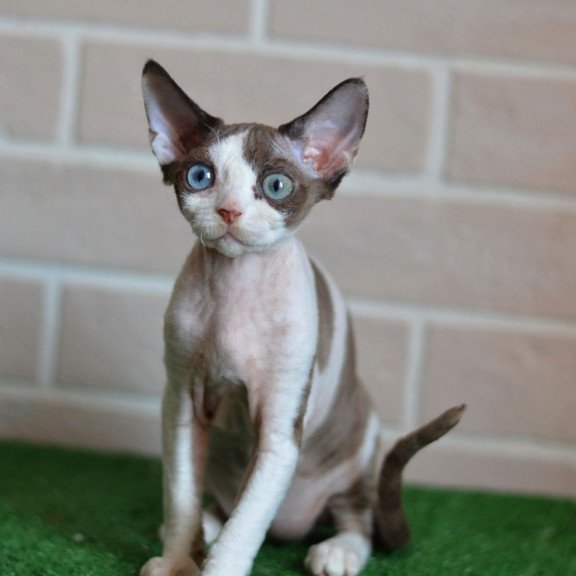 Devon Rex NOV Sofia