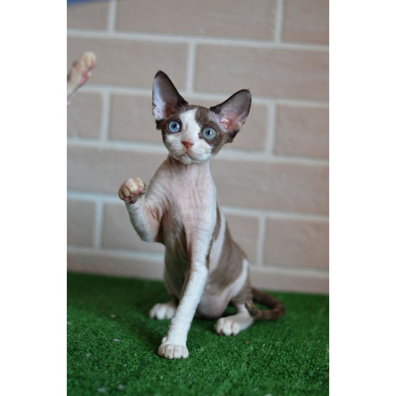 Devon Rex NOV Sofia