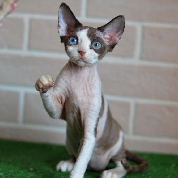 Devon Rex NOV Sofia
