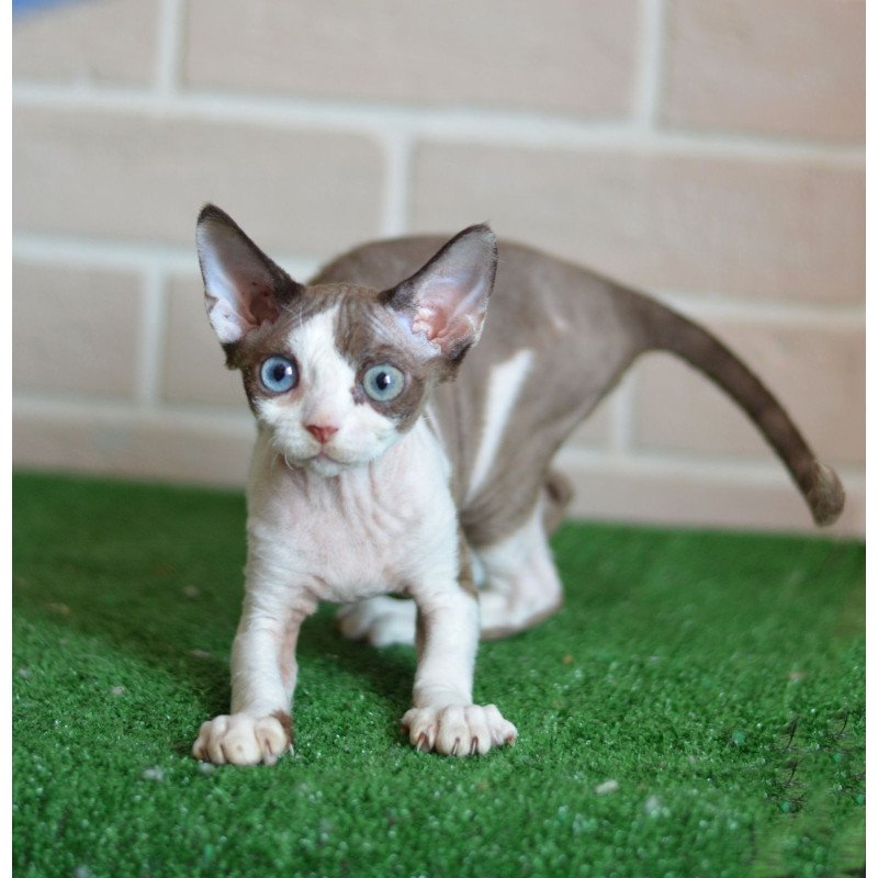 Devon Rex NOV Sofia