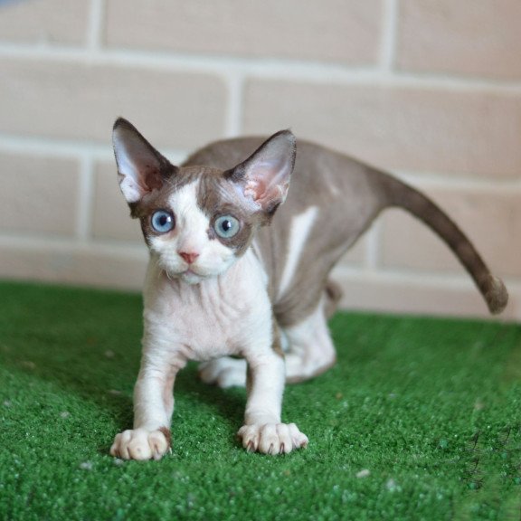 Devon Rex NOV Sofia