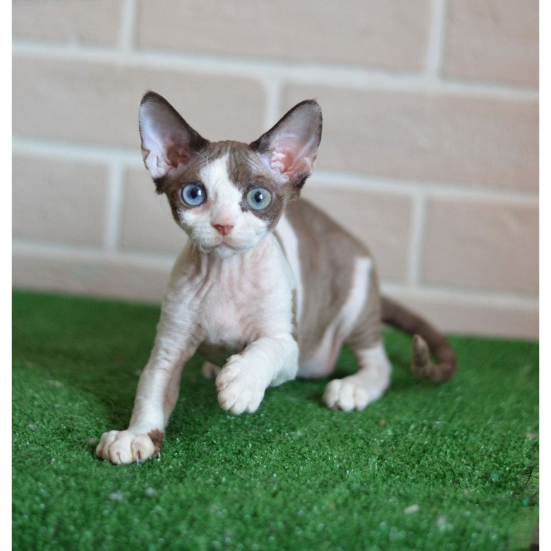 Devon Rex NOV Sofia