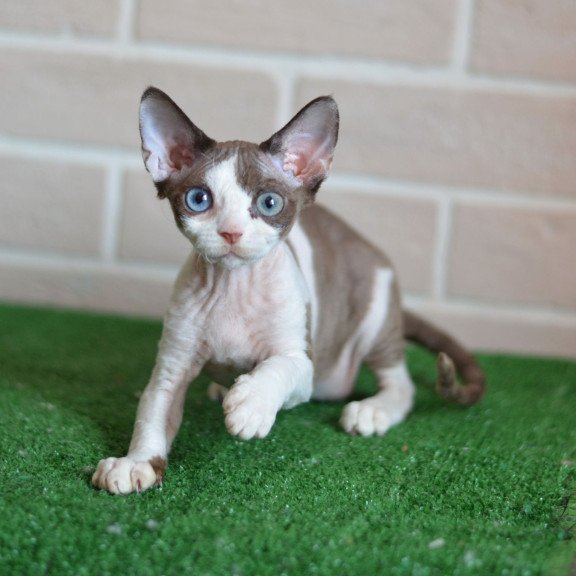 Devon Rex NOV Sofia