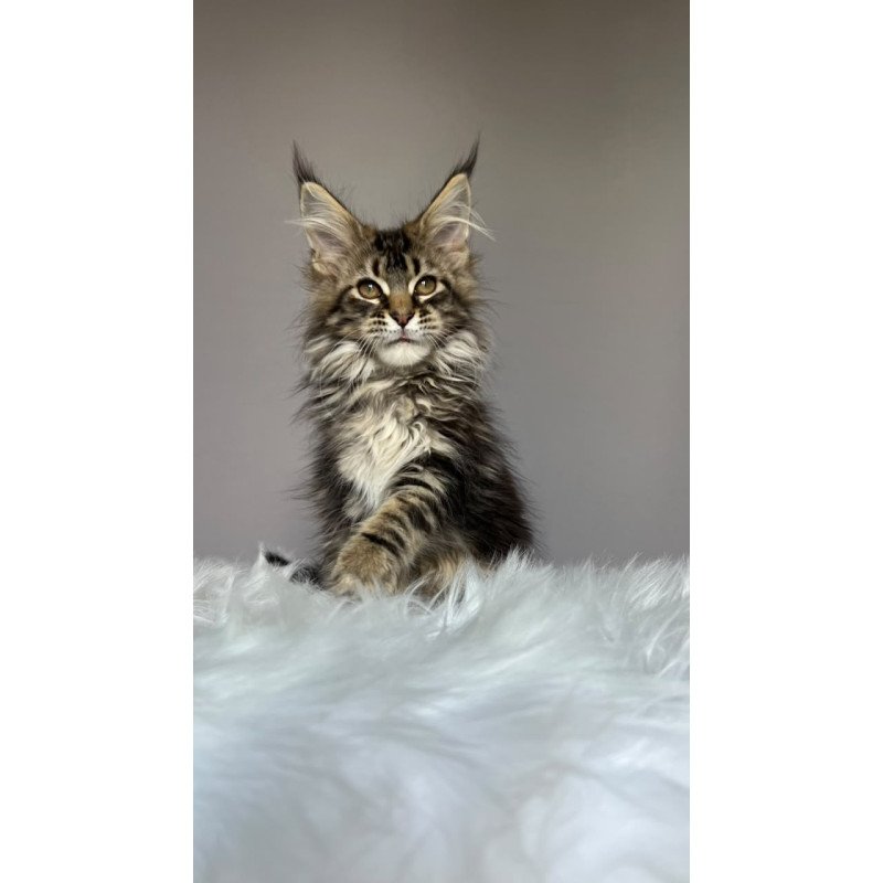 Maine Coon NOV Fil