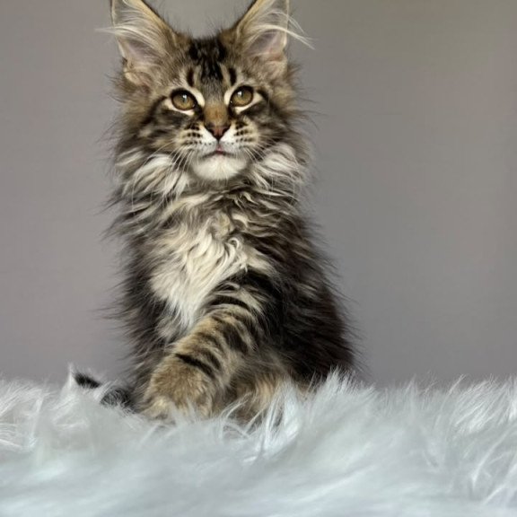 Maine Coon NOV Fil
