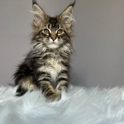 Maine Coon NOV Fil