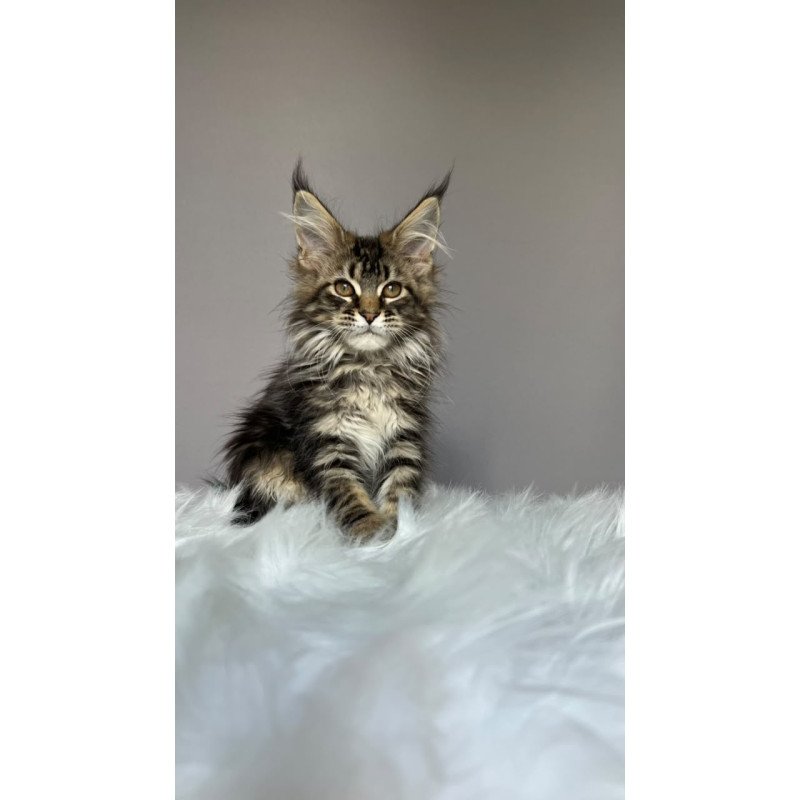 Maine Coon NOV Fil