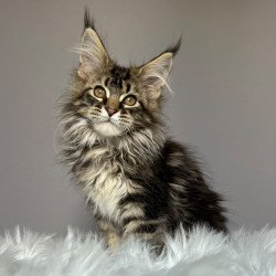 Maine Coon NOV Fil