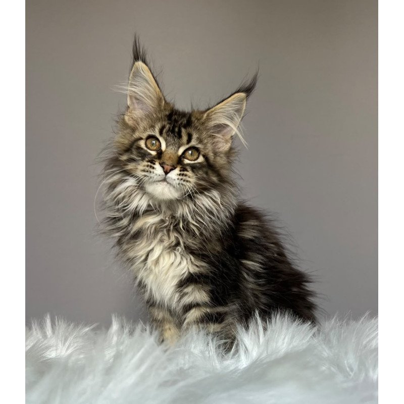 Maine Coon NOV Fil