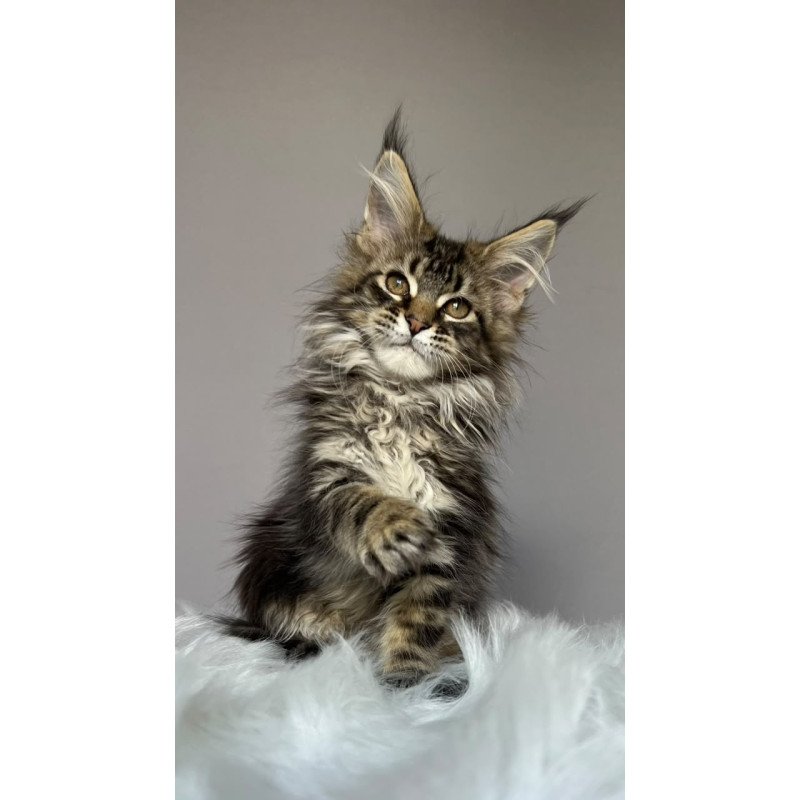 Maine Coon NOV Fil