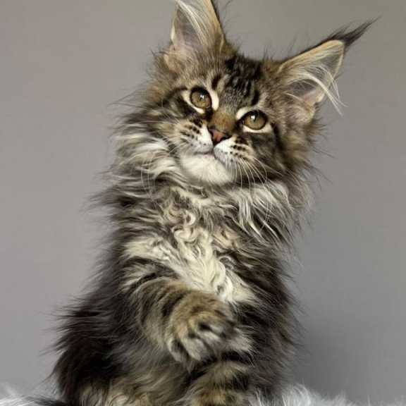 Maine Coon NOV Fil