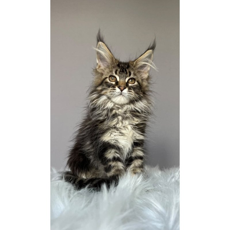 Maine Coon NOV Fil