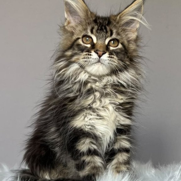 Maine Coon NOV Fil