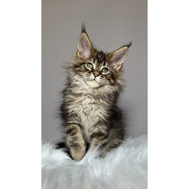 Maine Coon NOV Flint