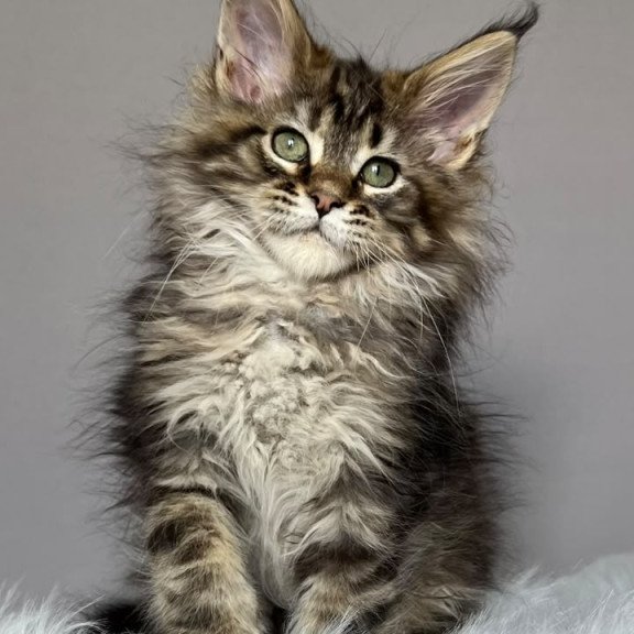 Maine Coon NOV Flint