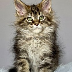 Maine Coon NOV Flint