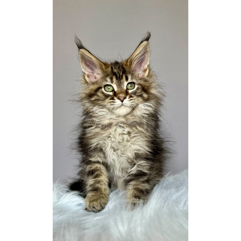 Maine Coon NOV Flint